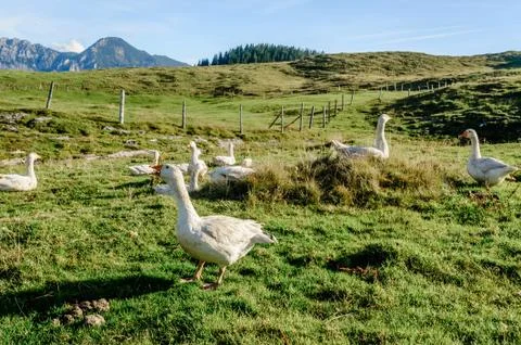 Group of white geese Stock Photos