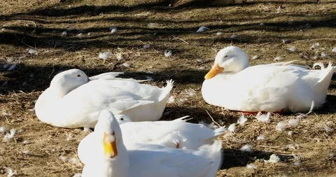 A Group of white geese resting Video stock 123981497