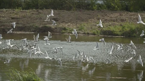 A group of white gulls are flying against wind and are actively flapping wings. Stock Footage 131659938