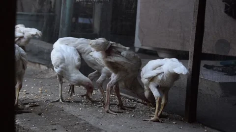 Group of White Hen Eating dry rice Stock Footage 251764083