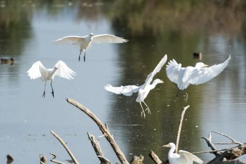 Group of white herons perching on branches of a lagoon in a city park Stock Photos