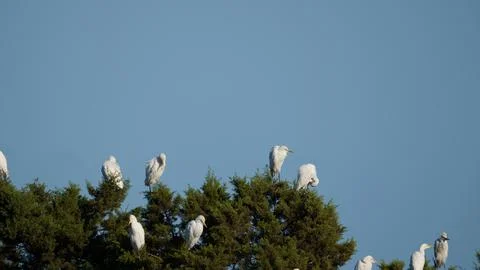 Group of white herons in tree area with blue sky Stock Photos