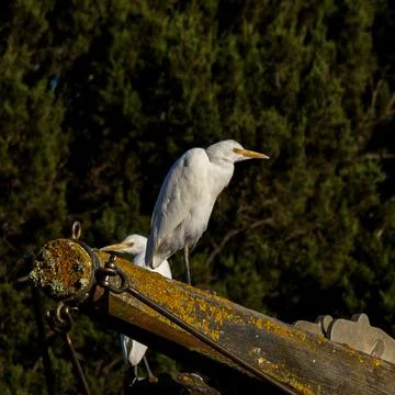 Group of white herons in tree area with blue sky Stock Photos
