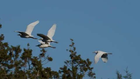 Group of white herons in tree area with blue sky Stock Photos