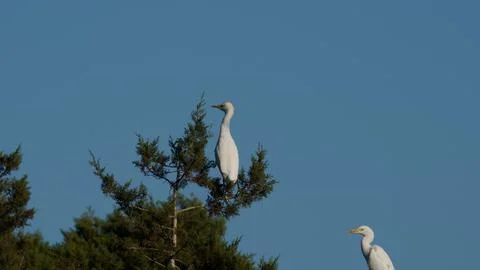 Group of white herons in tree area with blue sky Stock Photos