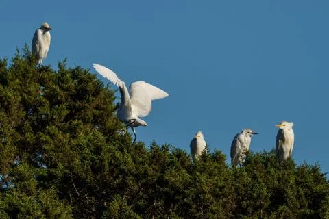 Group of white herons in tree area with blue sky Stock Photos