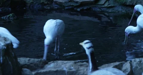 A Group of White Ibises and a Duck Resting by the Waters Edge Stock Footage 265279079