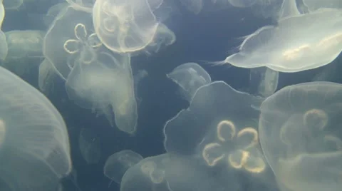 Group of white Jelly Fish Stock Footage 7729406