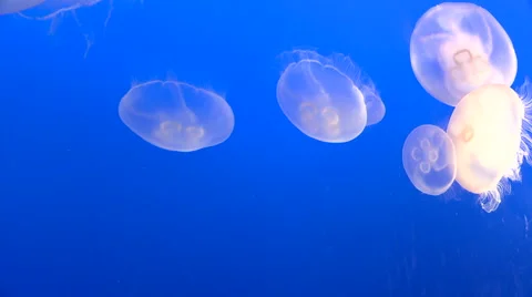 Group of White Jellyfish Video stock 1020031