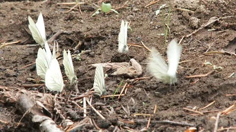 Group Of White Moths Stock Footage 76878927