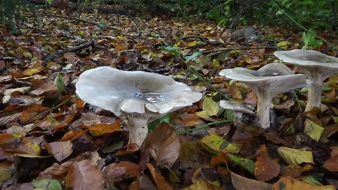 Group of White mushrooms in the forest  Video stock 168558539