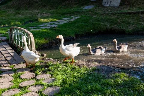 Group of white Pekin Ducks quacking Group of white Pekin Ducks quacking geese Stock Photos