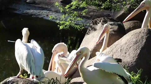 A group of white pelicans Stockbeeldmateriaal 159640741