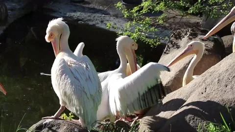 A group of white pelicans Stockbeeldmateriaal 159640753