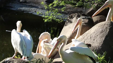 A group of white pelicans Stockbeeldmateriaal 159641424