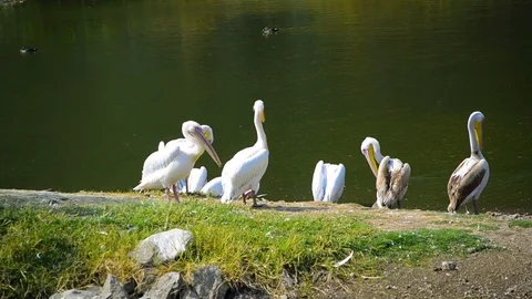 Group Of White Pelicans On The River Side Stock-Footage 73851068