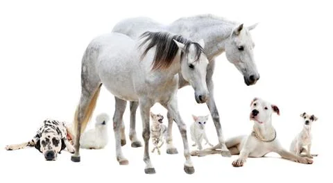 Group of white pet Stock Photos