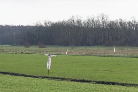 A group of white plastic scarecrows in the middle of a grassy field, pasture Stock Photos