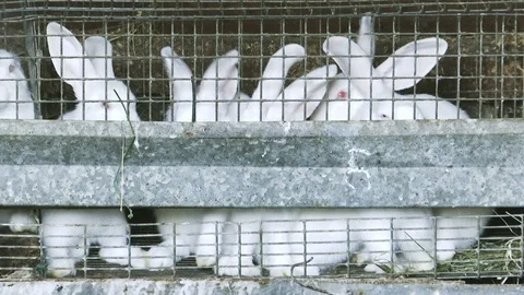 Group of white rabbits in the cage Video stock 93864289