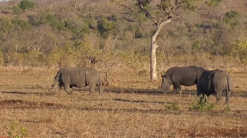 Group of white rhinos Stock Footage 82338128