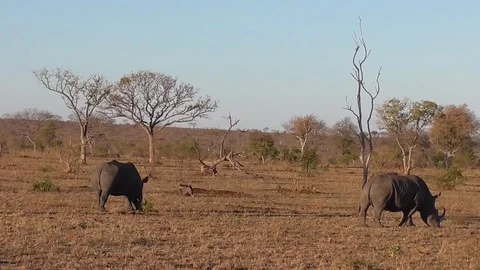 Group of white rhinos Stock Footage 82338160