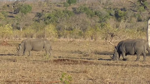 Group of white rhinos Stock Footage 82339248