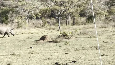 A group of white rhinos interact with each other Stock Footage 247019274