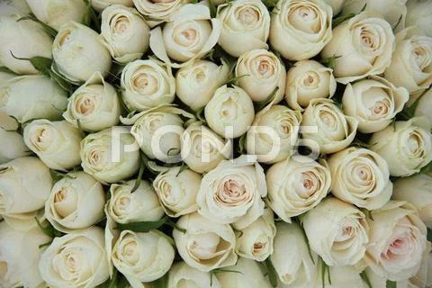Group of white roses, wedding decorations Stock Photos