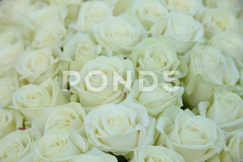 Group of white roses, wedding decorations Stock Photos