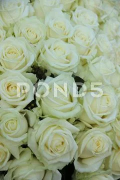 Group of white roses, wedding decorations Stock Photos