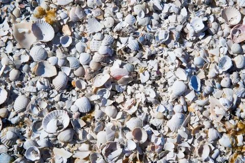 Group of white sea shells on beach Stock Photos