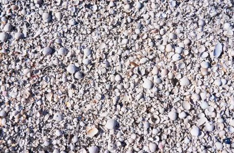 Group of white sea shells on beach Stock Photos