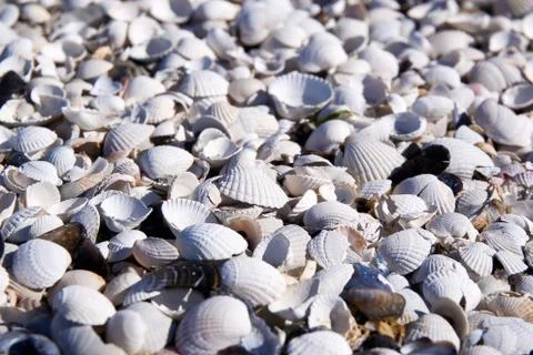 Group of white sea shells on beach Stock Photos