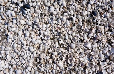 Group of white sea shells on beach Stock Photos
