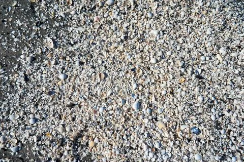 Group of white sea shells on beach Stock Photos