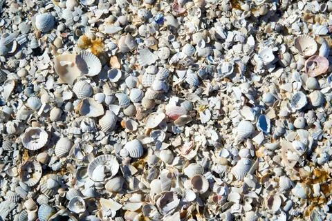 Group of white sea shells on beach Stock Photos
