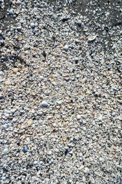 Group of white sea shells on beach Stock Photos