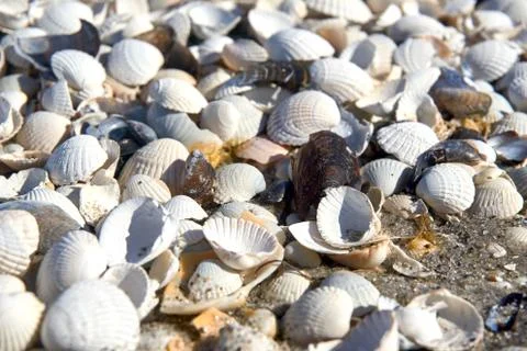 Group of white sea shells on beach Stock Photos