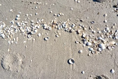 Group of white sea shells on beach Stock Photos