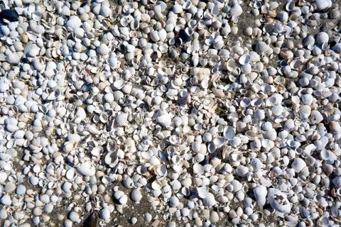 Group of white sea shells on beach Stock Photos