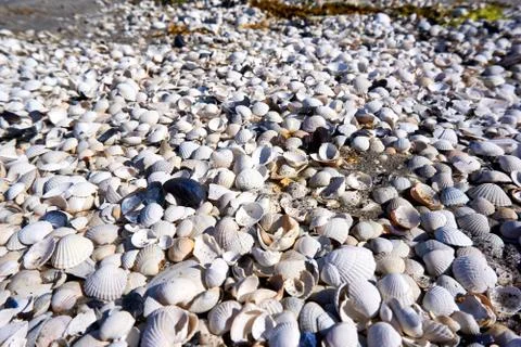 Group of white sea shells on beach Stock Photos
