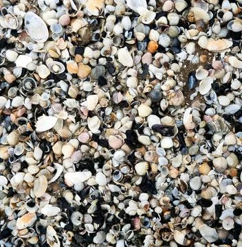  group of white sea shells on beach group of white sea shells on beach Cop... Stock Photos