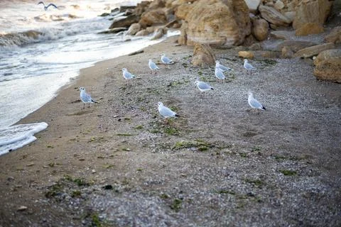 A group of white seagulls on a sandy beach 库存照片