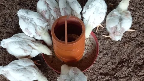A group of white small broiler chickens eat food in a poultry farm Stock Footage 301271949