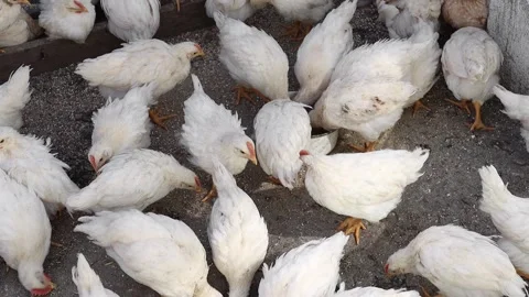 A group of white small chickens eat food outdoors, top view. Video stock 194765573
