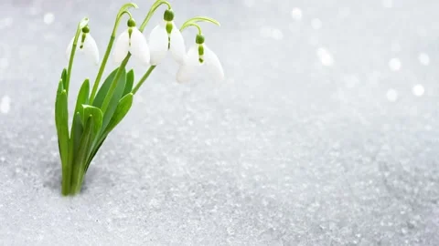 Group of white small fragrant fragile snowdrops growing under the snow in a Stock Footage 150806436