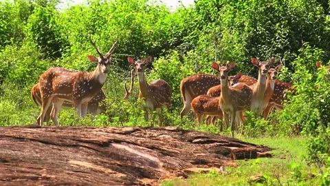 Group of White Spotted Axis Deers at Udawalawe National Park natural landscape  Stock-Footage 73810594