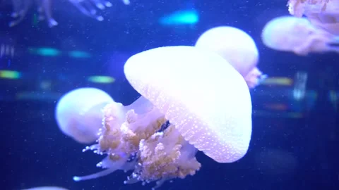 Group of white spotted jellyfish gently swimming and floating in a public a.. Stock Footage 339086547