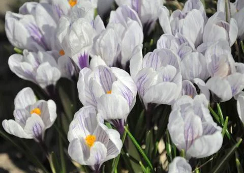 The group of white spring flowers Photos