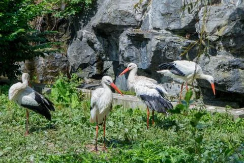 Group of white stork close-up Stock Photos